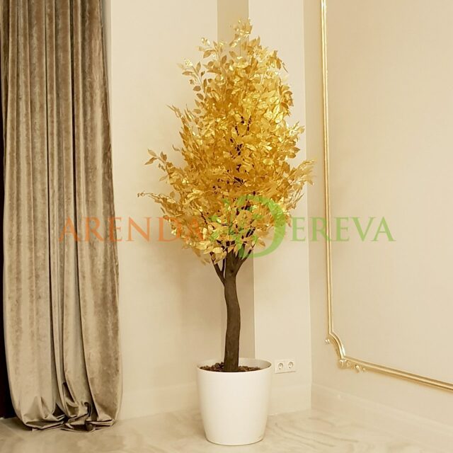 Золотое дерево - Аренда дерева "Фикус сусальное Золото" 2м.
