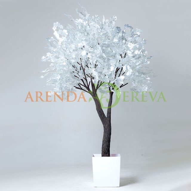 Аренда дерева "Гинкго серебро" 2,5м. в кашпо - серебряное дерево