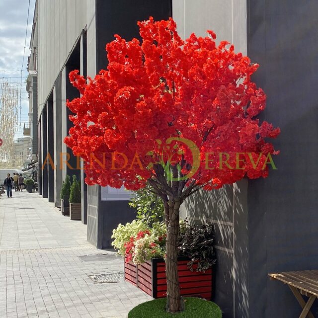 Красное дерево - Аренда цветущего дерева 2,5м.
