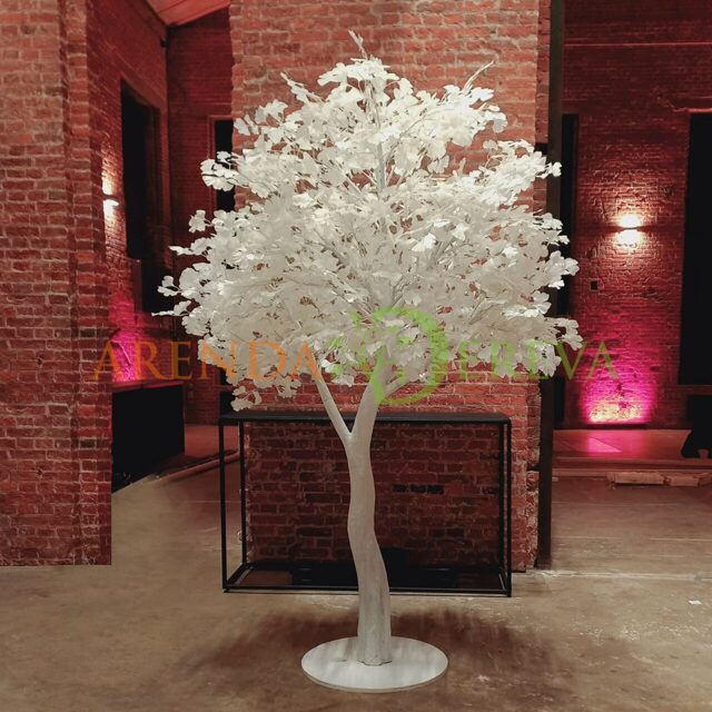 Аренда белое дерево "Гинкго" 290 см.