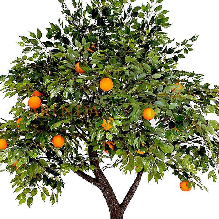 Аренда дерева "Апельсин" 3м.
